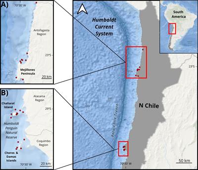 New records of odontocete and mysticete predation by orcas in the Humboldt current system, South Pacific Ocean